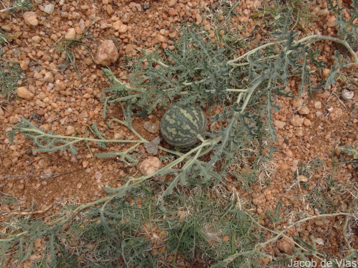 Citrullus colocynthis (L.) Schrad.